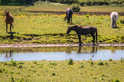 Horses in a field