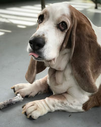 Close-up of dog looking away