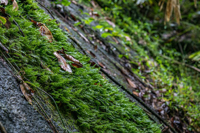 Close-up of moss growing on plant