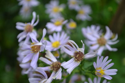 Close-up of white flowering plants on field