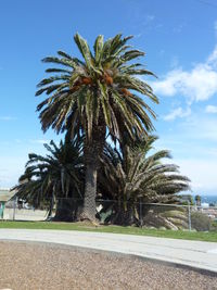 Palm trees against sky