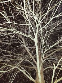 Close-up of bare tree at night