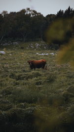 Horse standing in a field