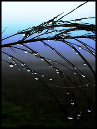 Close-up of water drops on leaf