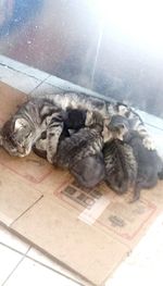 High angle view of cat sleeping on floor