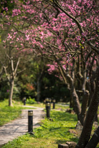 Cherry blossoms in park