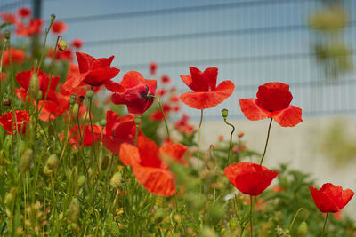 Close-up of red poppy flowers