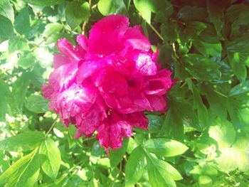 Close-up of pink flower blooming outdoors