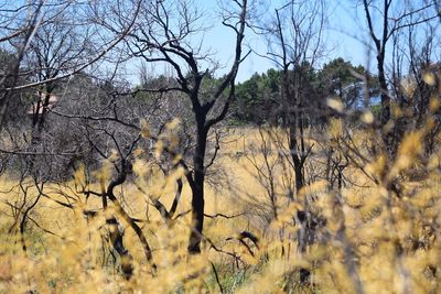 Bare trees on landscape against sky