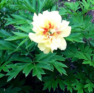 Close-up of flowers