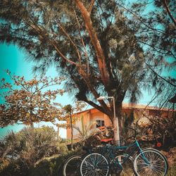 Bicycle parked by tree against building