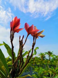 Close-up of red flowering plant against sky