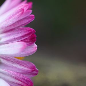 Close-up of pink rose flower