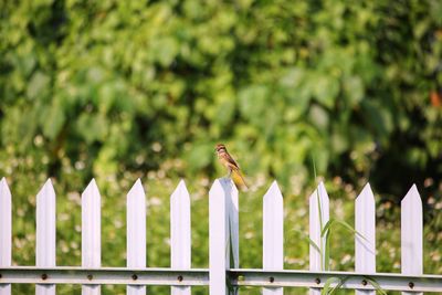 View of bird on wooden fence