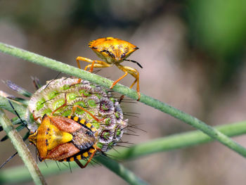 Close-up of insect on leaf