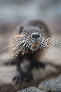 Water rat animal, closeup