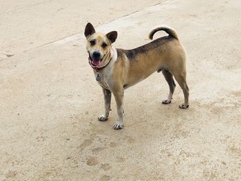 High angle view of dog standing on street