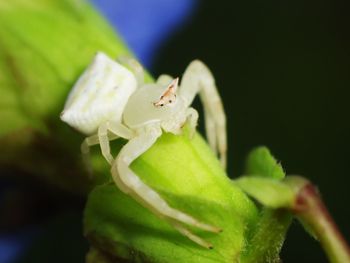 Close-up of insect on leaf