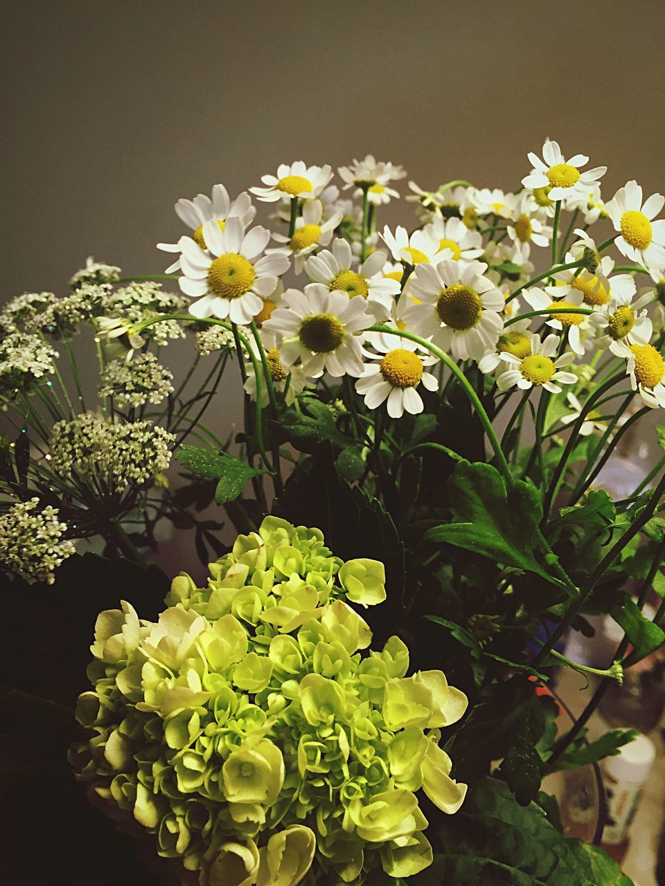 flower, freshness, fragility, petal, growth, flower head, beauty in nature, yellow, white color, blooming, plant, nature, in bloom, leaf, blossom, daisy, close-up, high angle view, botany, stem