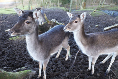 Deer standing in a field