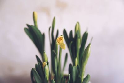 Close-up of plants