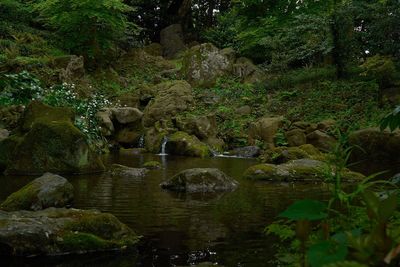 Stream flowing through forest