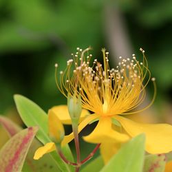 Close-up of flowers blooming outdoors