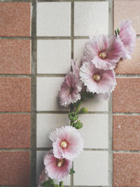 Close-up of flowers