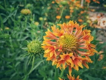 Close-up of orange marigold flower