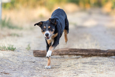 Portrait of dogs running on field