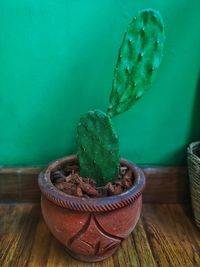 High angle view of potted plant on table