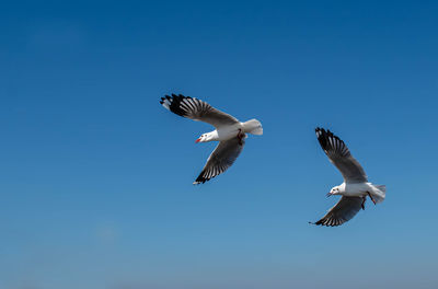 Seagulls flying in the clear sky.