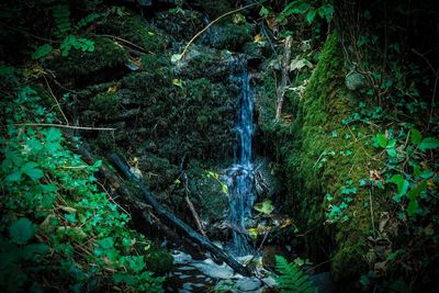 Scenic view of waterfall in forest