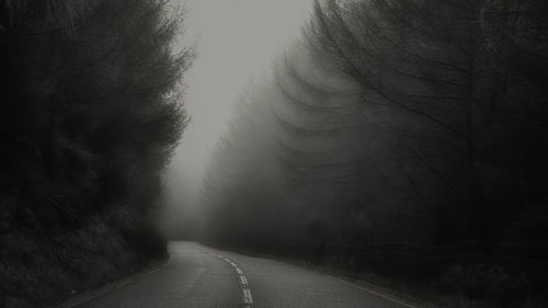 Empty road amidst trees