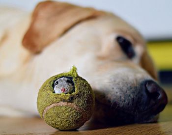 Close up of mouse in tennis ball