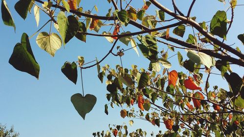 Low angle view of tree against blue sky