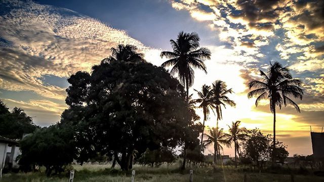 PALM TREES AT SUNSET