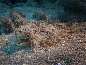 Close-up of fish in sea