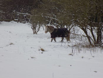 Dog on field during winter