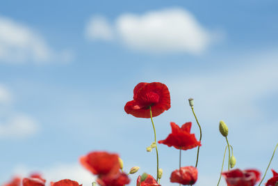 Close-up of red poppy flowers against sky