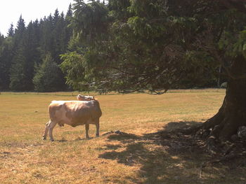 Horses grazing on grassy field