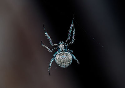 Orb weaver spider on web