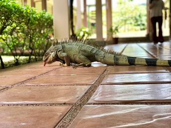 Close-up of lizard on wooden table