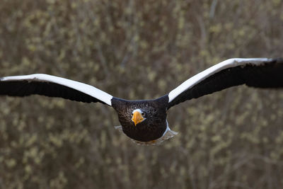 Close-up of a bird flying