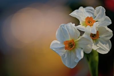 Close-up of flowers blooming outdoors