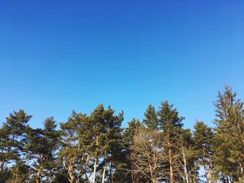 Low angle view of trees against clear blue sky