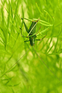 Close-up of insect on leaf