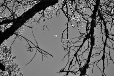 Low angle view of bare tree against sky