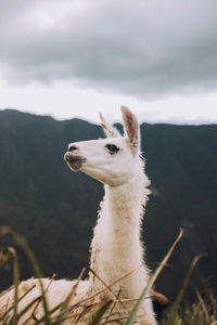 View of an animal on land