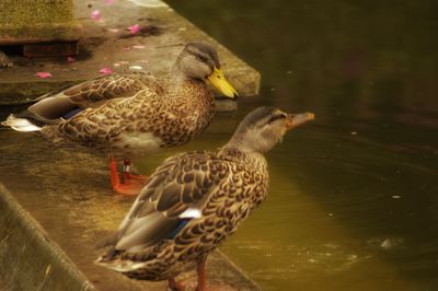 View of birds in lake